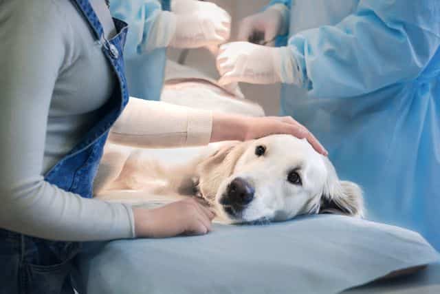 Опухоли у собаки на грудной железе