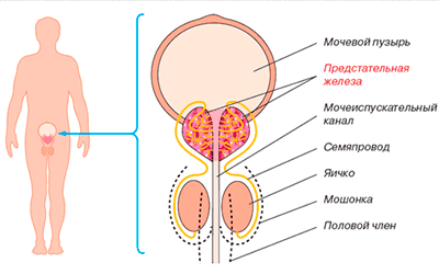 Артерии кровоснабжающие предстательную железу тест