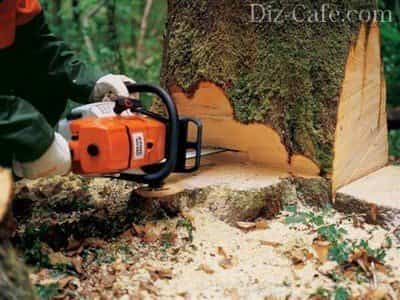 Особенности выбора цепной электропилы по дереву: виды, как выбрать цепную пилу, правила ухода